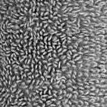 Supreme Supima Cotton Towel